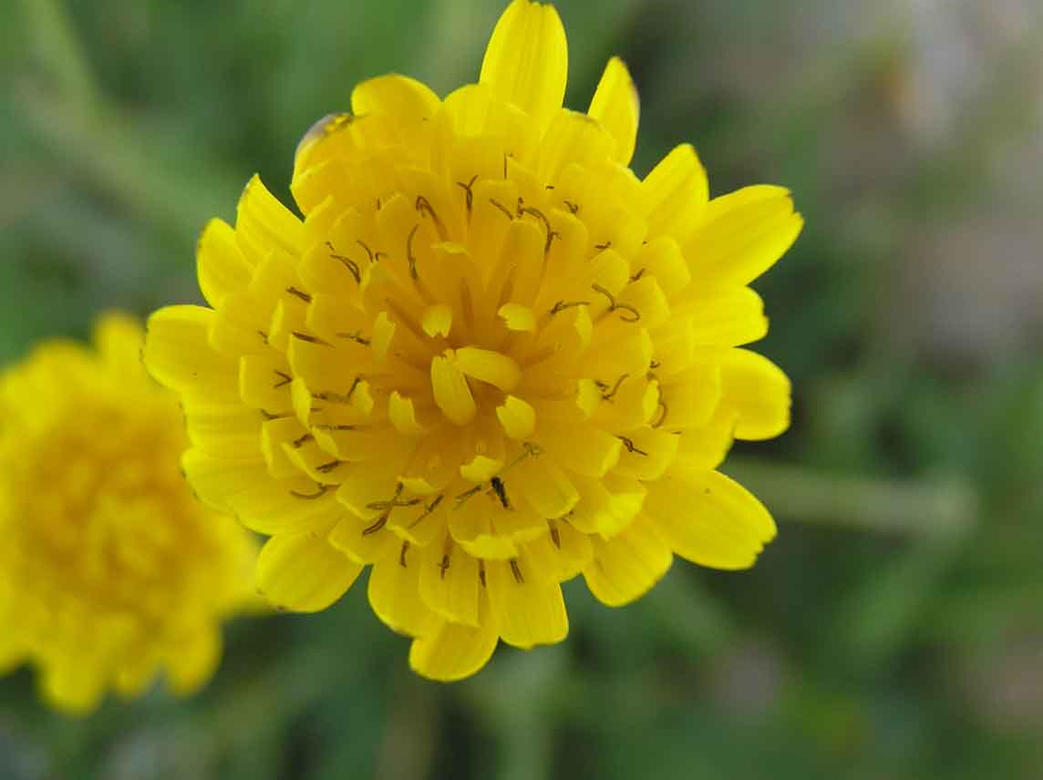Reichardia picroides